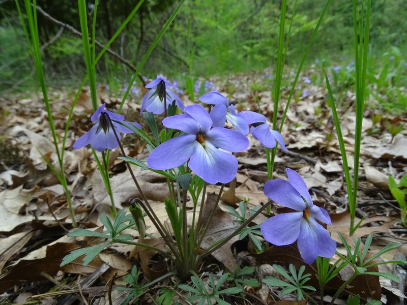 Birdfoot Violet photo 4