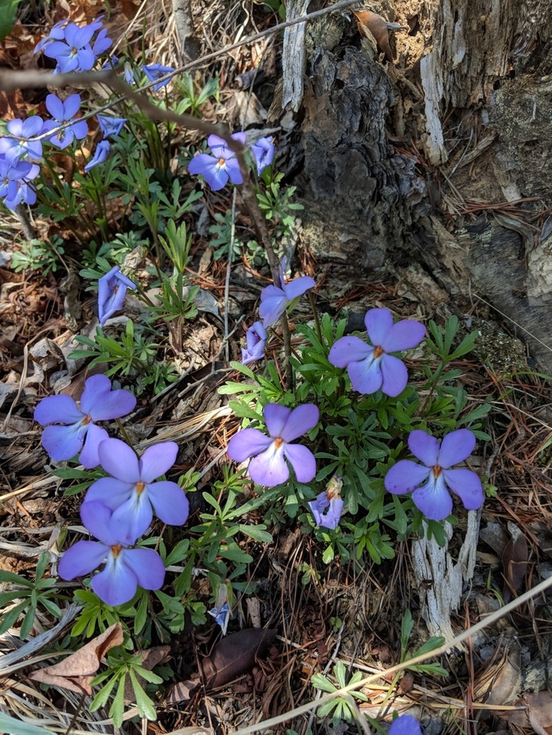Birdfoot Violet photo 5