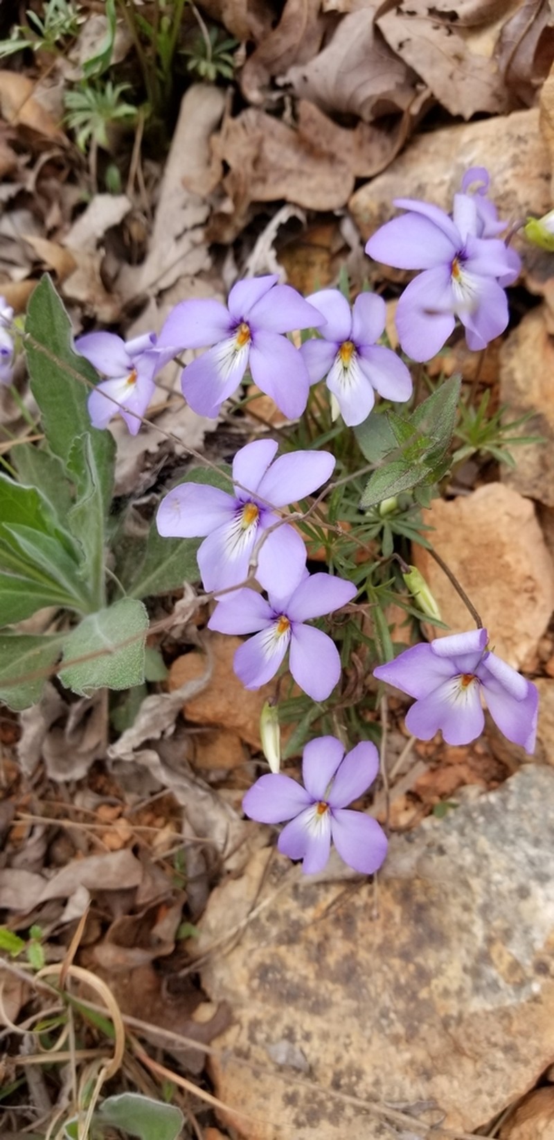 Birdfoot Violet photo 6