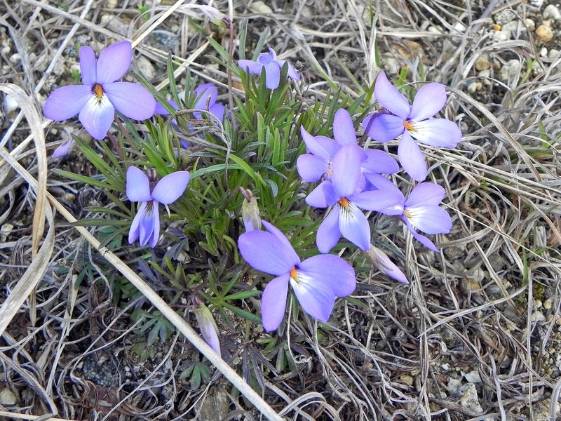 Birdfoot Violet photo 7