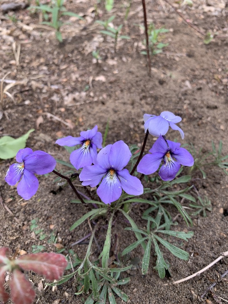 Birdfoot Violet photo 8