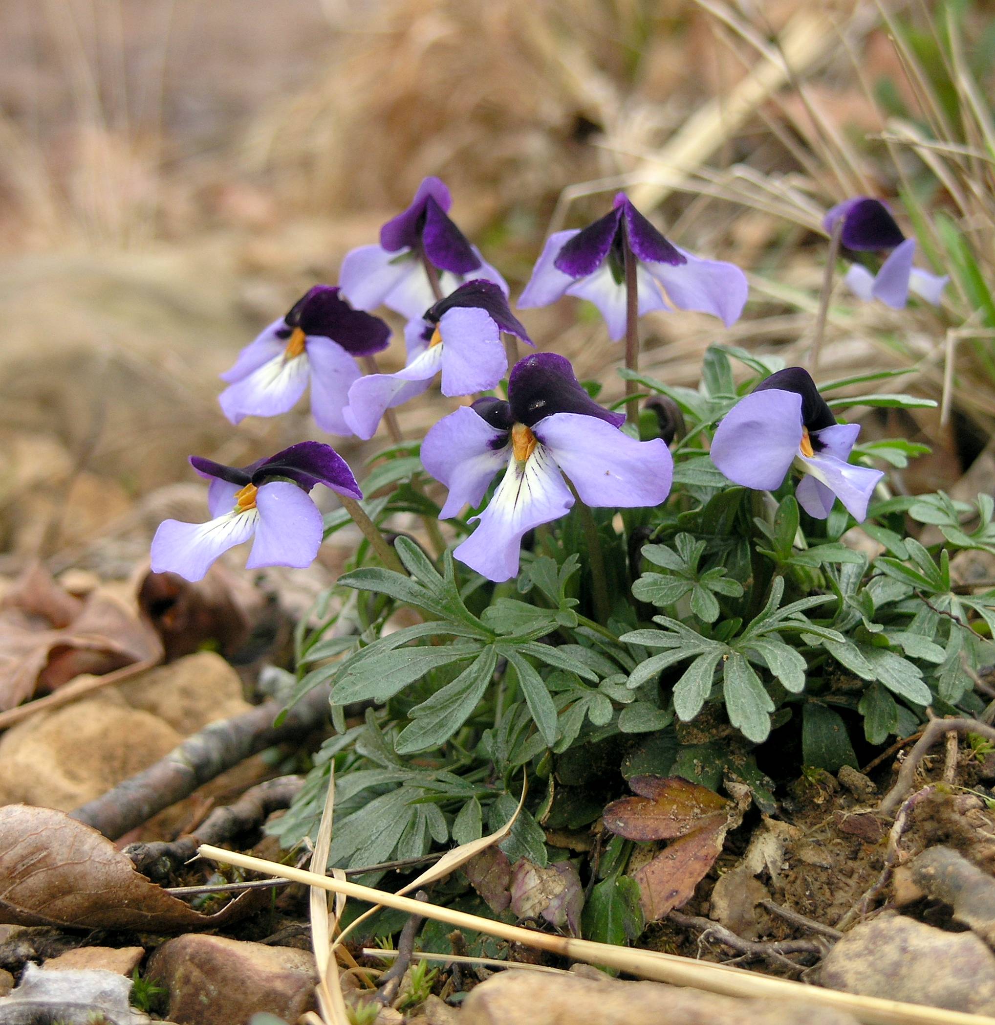 Birdfoot Violet photo 3