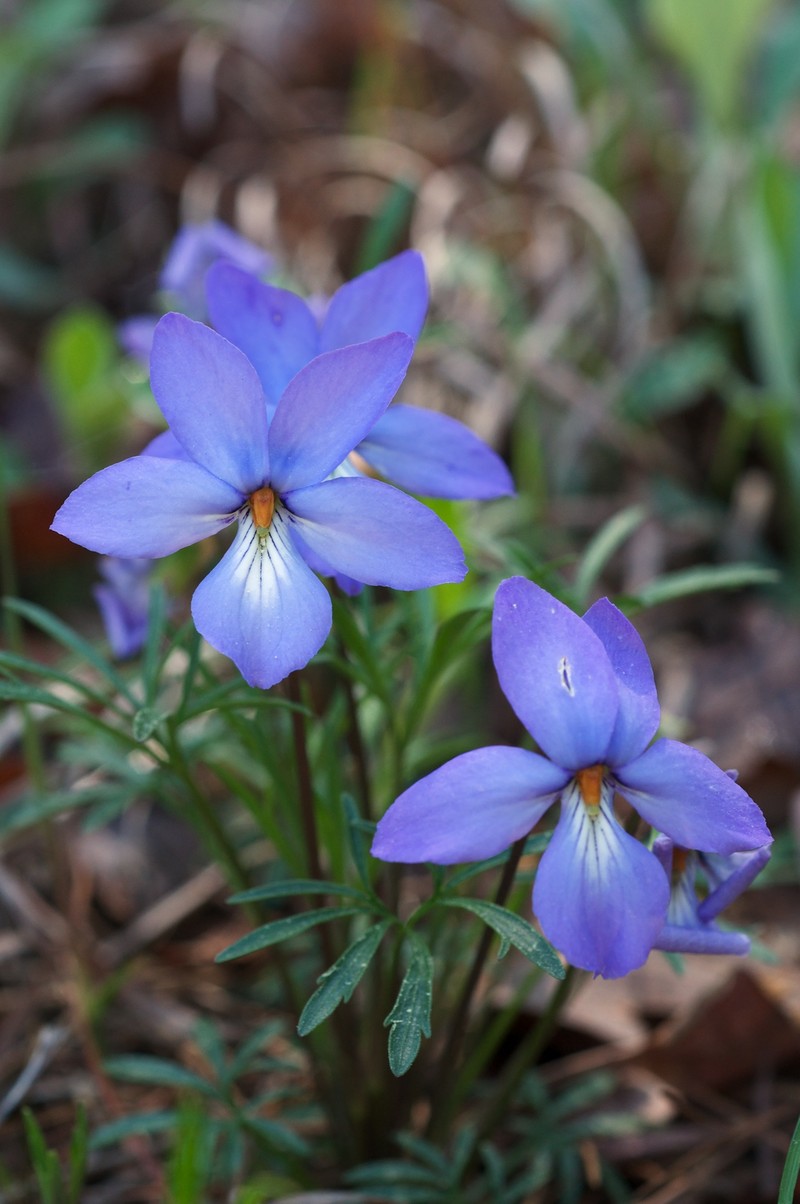 Birdfoot Violet