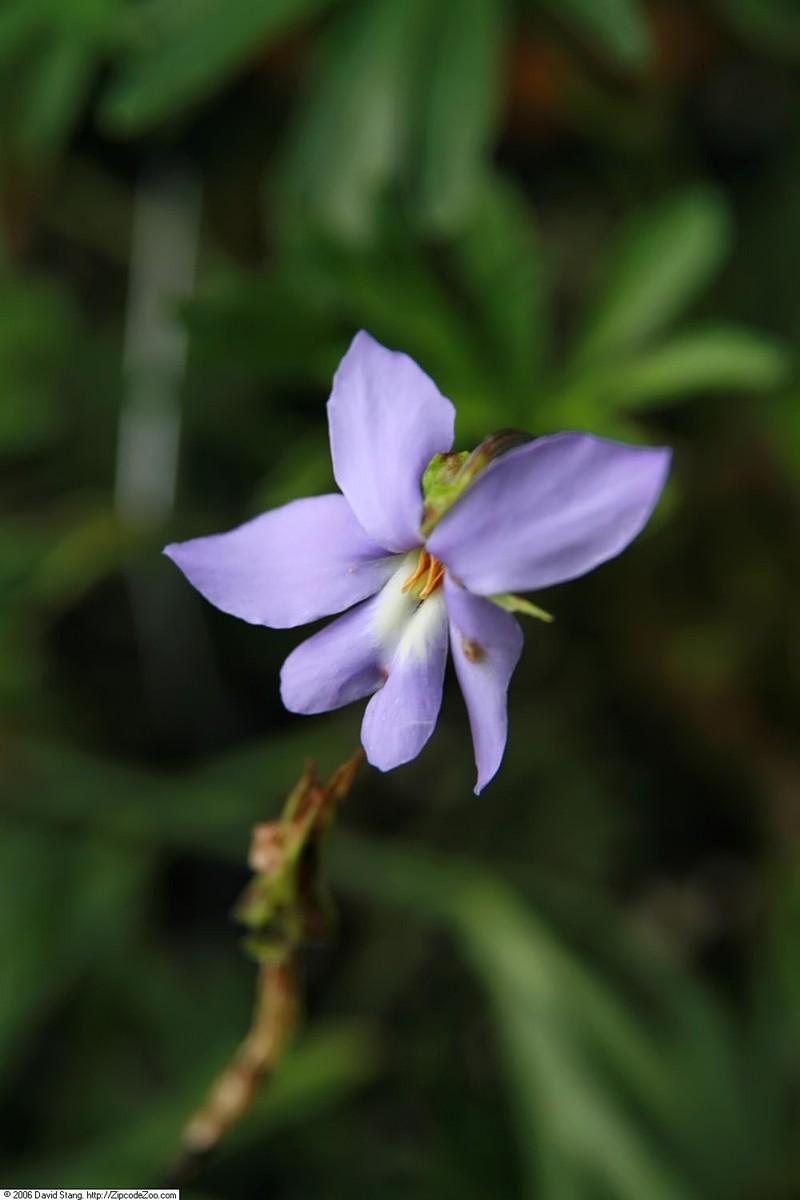 Birdfoot Violet photo 2