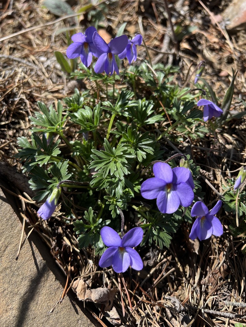 Viola pedata subsp. cuneatiloba