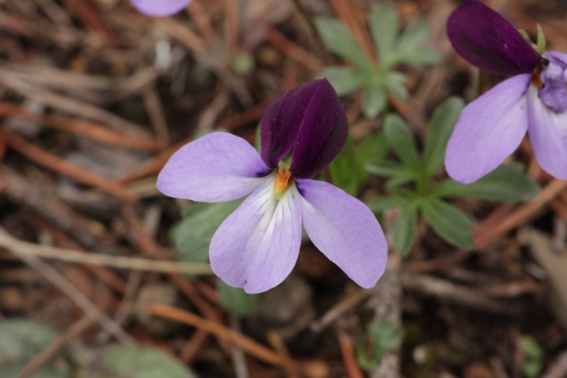 Viola pedata subsp. cuneatiloba photo 2