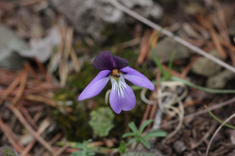 Viola pedata subsp. cuneatiloba photo 3