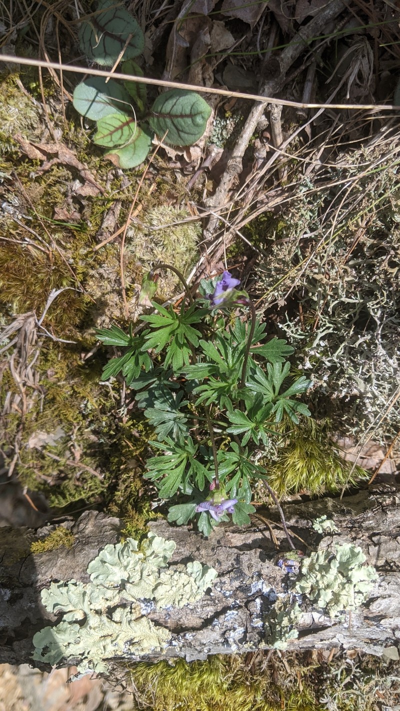 Viola pedata subsp. cuneatiloba photo 4
