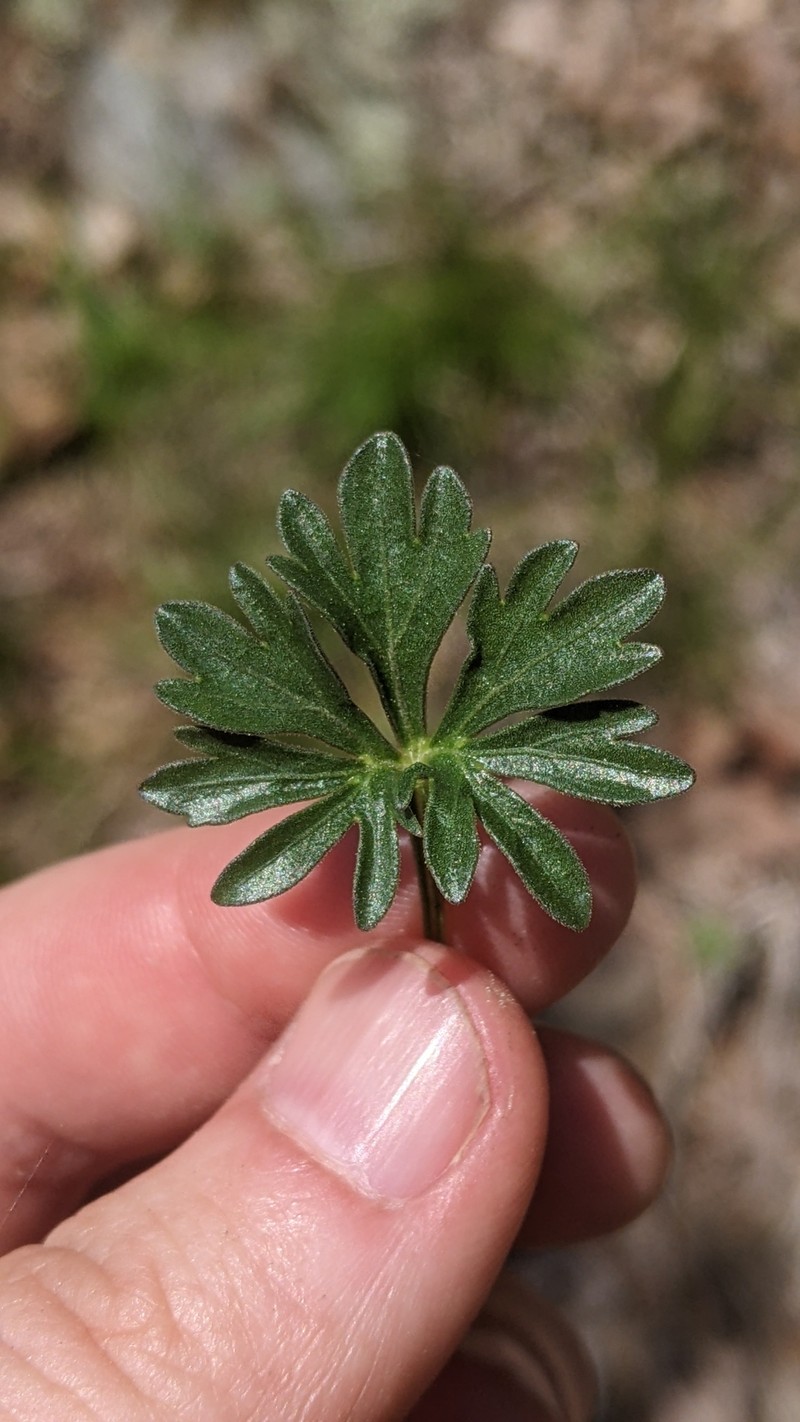 Viola pedata subsp. cuneatiloba photo 5
