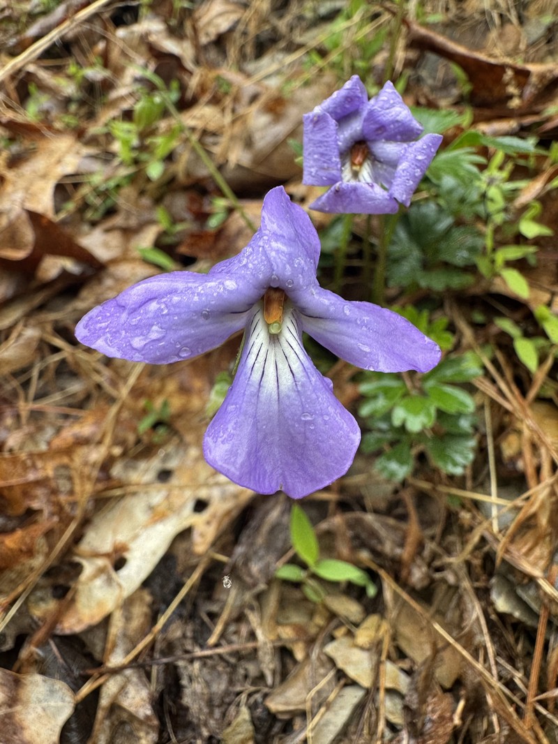 Viola pedata subsp. cuneatiloba photo 7