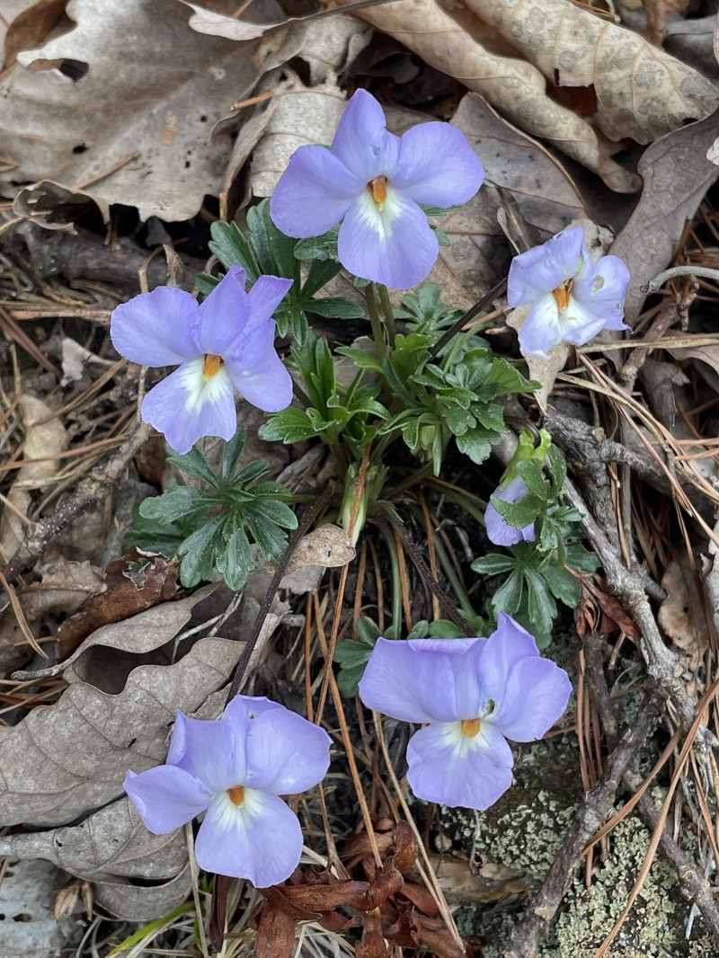 Viola pedata subsp. cuneatiloba photo 8