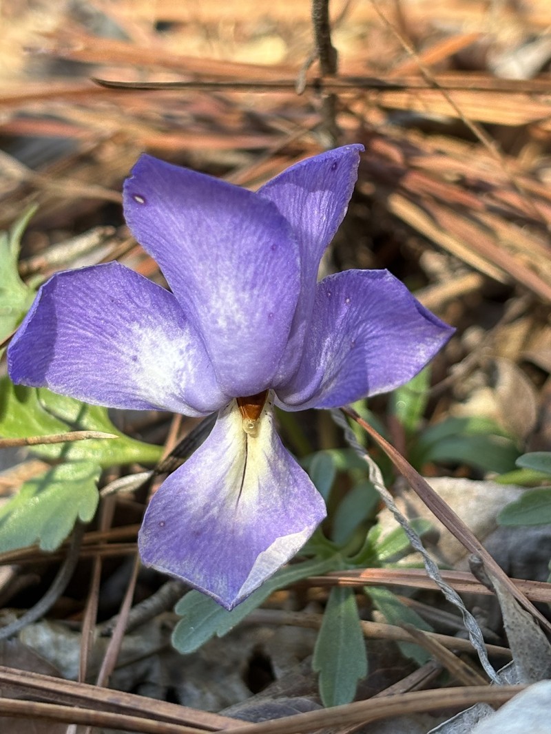 Viola pedata subsp. pedata