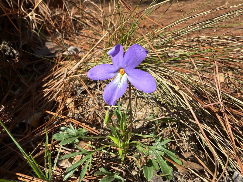 Viola pedata subsp. pedata photo 2