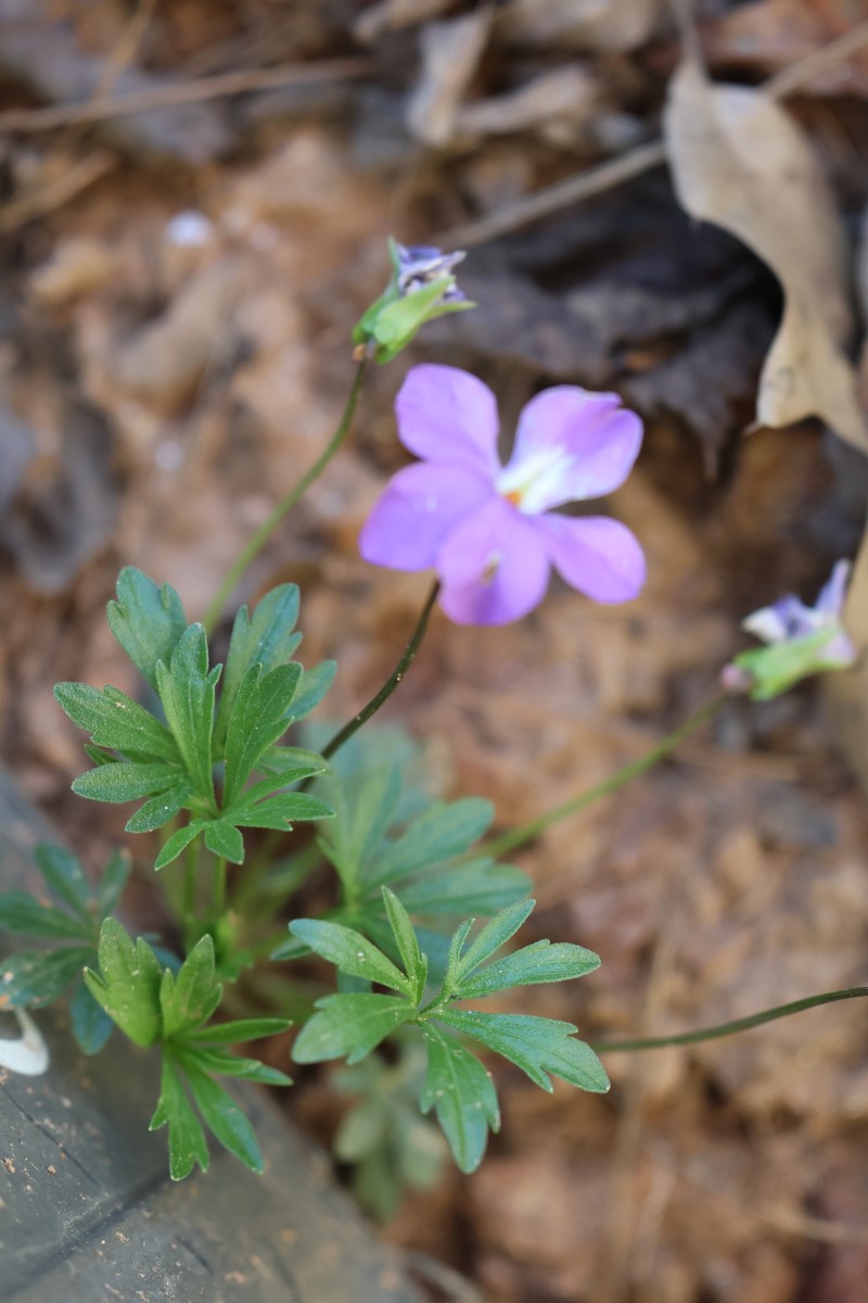 Viola pedata subsp. pedata photo 3