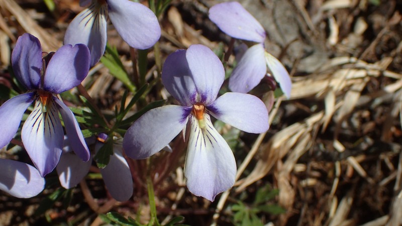 Viola pedata subsp. pedata photo 4