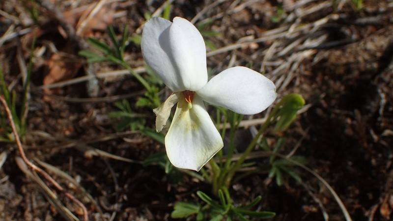 Viola pedata subsp. pedata photo 5