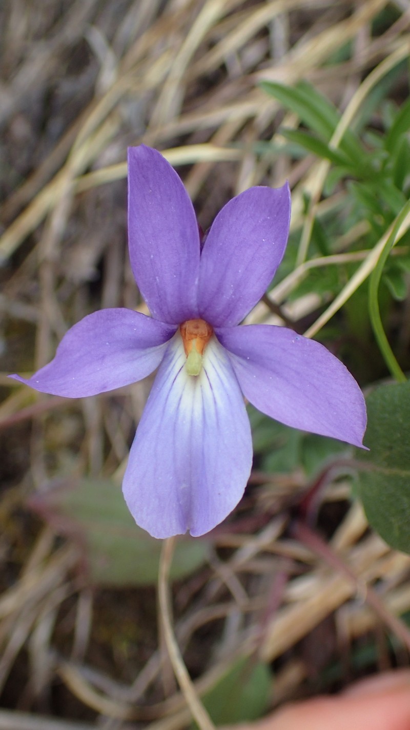 Viola pedata subsp. pedata photo 6