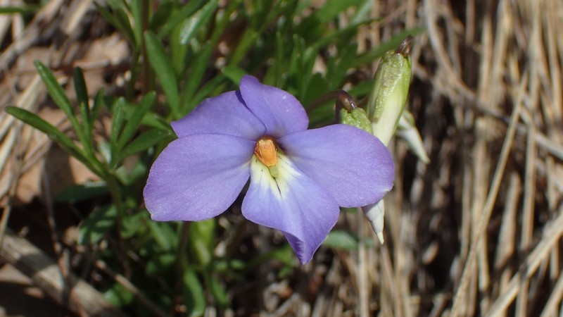 Viola pedata subsp. pedata photo 7