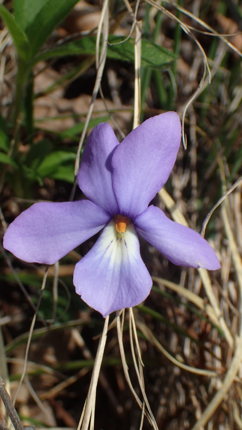 Viola pedata subsp. pedata photo 8