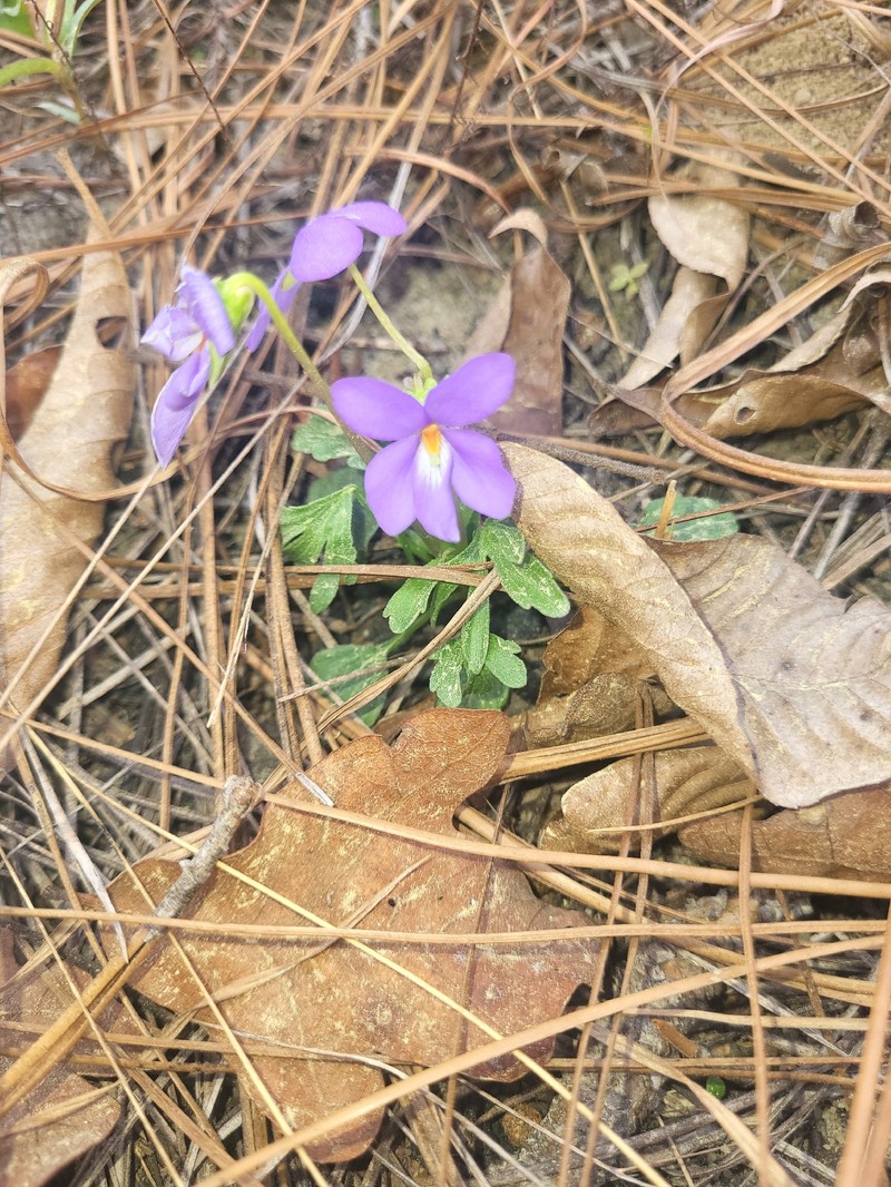 Viola pedata var. flabellata