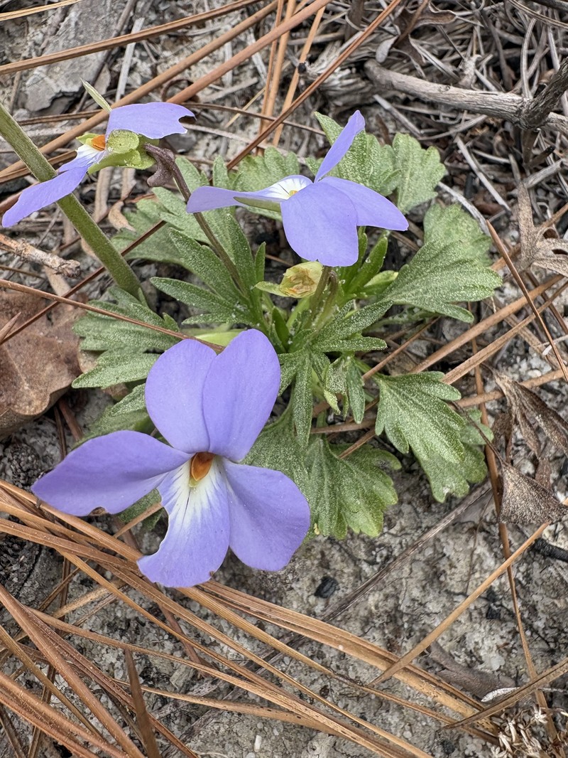 Viola pedata var. flabellata photo 2