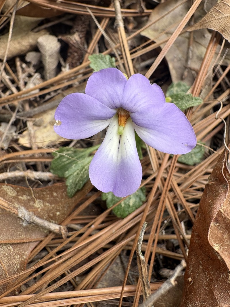 Viola pedata var. flabellata photo 3