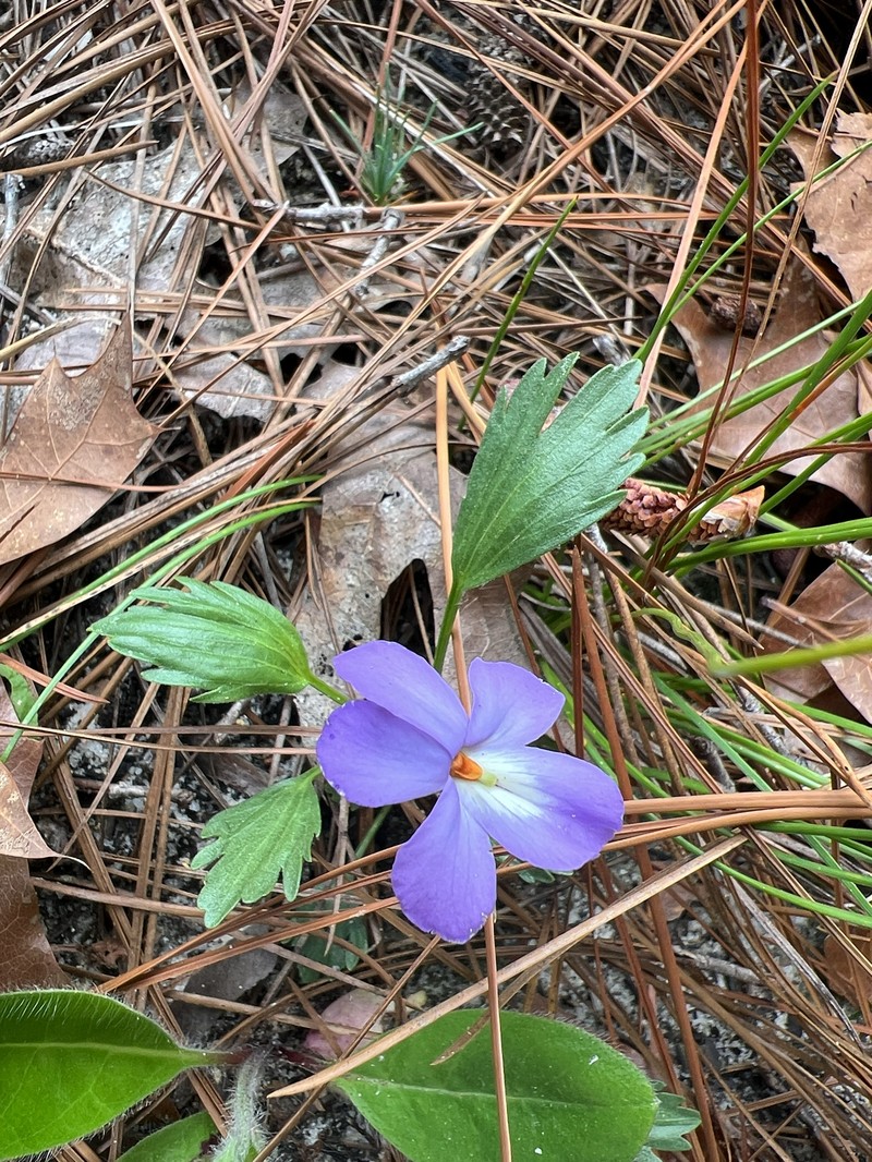 Viola pedata var. flabellata photo 4