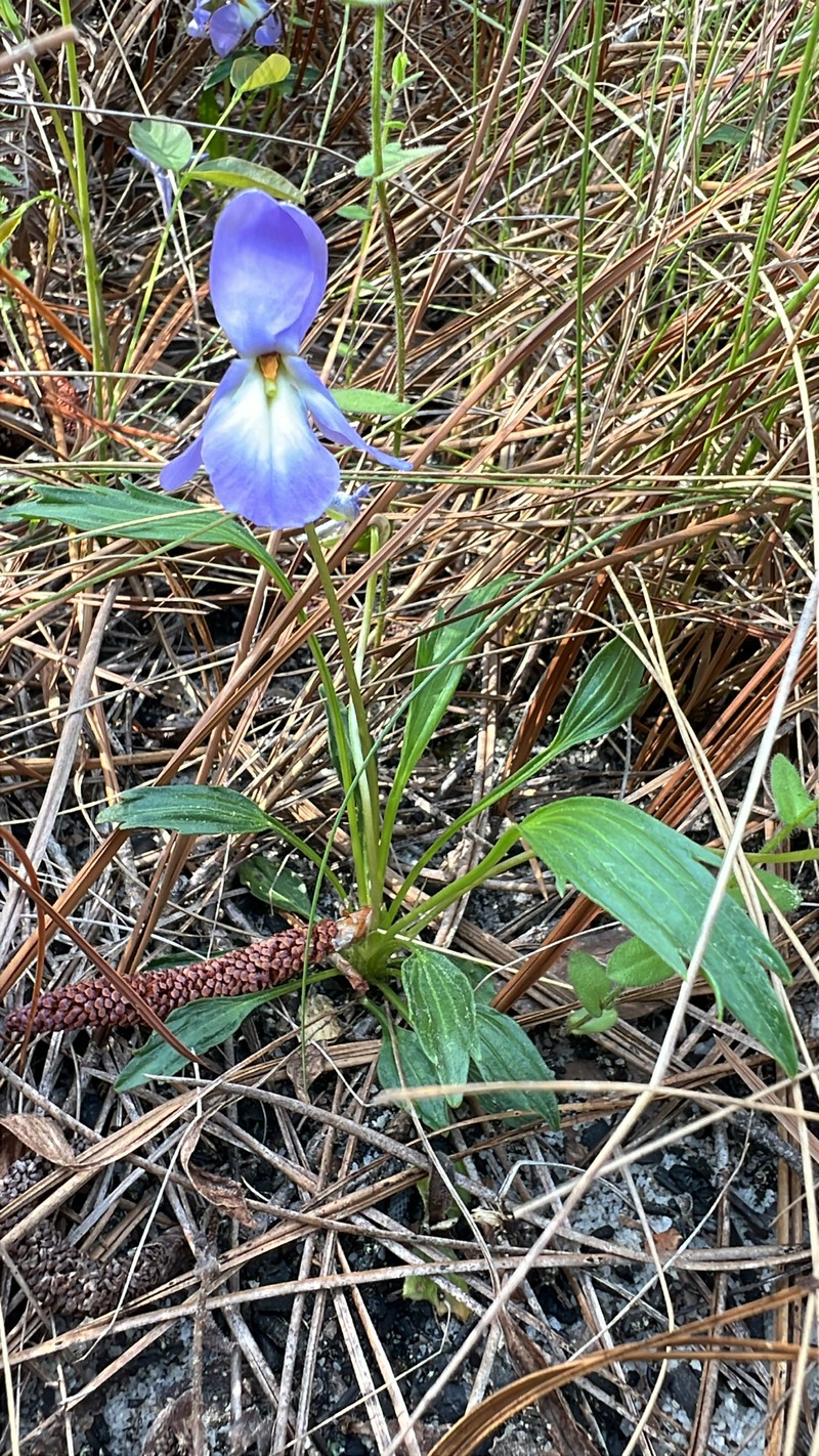 Viola pedata var. flabellata photo 5