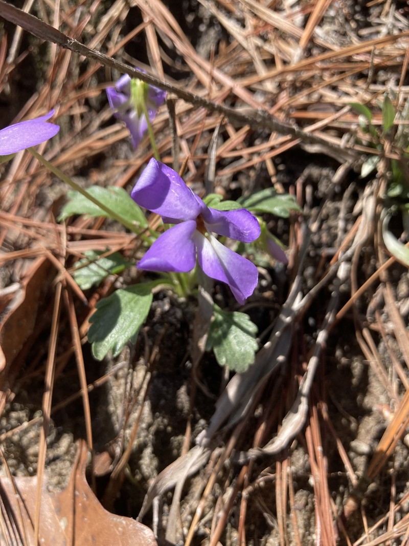Viola pedata var. flabellata photo 6
