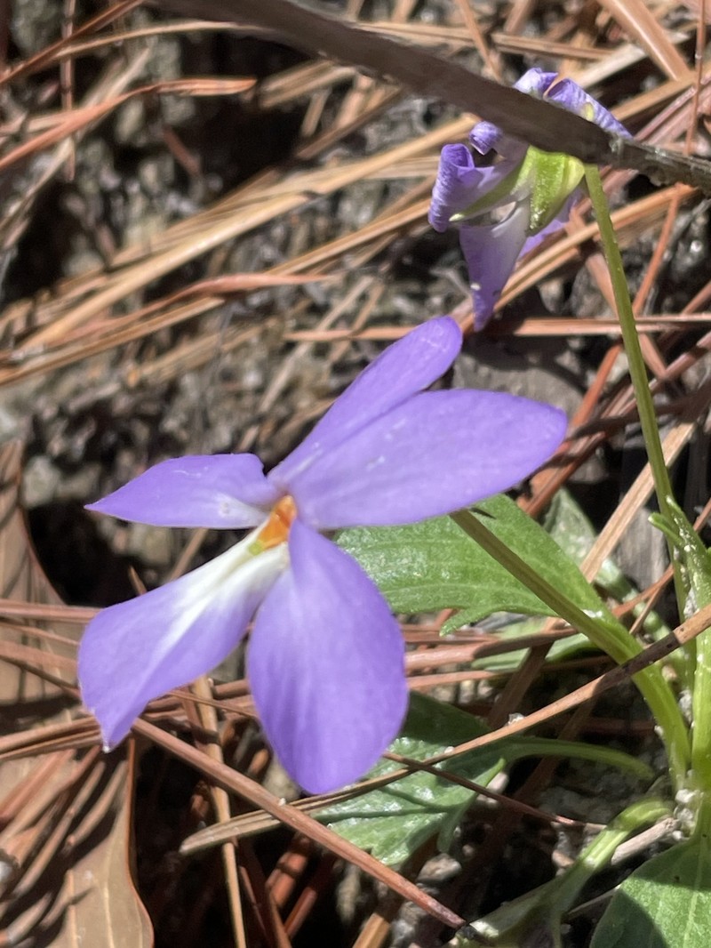 Viola pedata var. flabellata photo 7