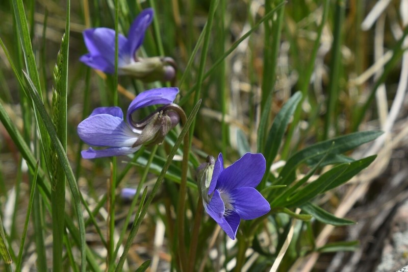 Prairie Violet photo 3