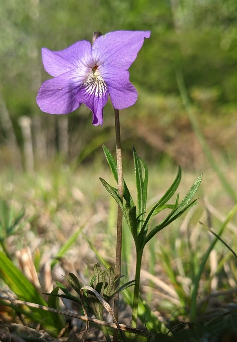 Prairie Violet photo 4