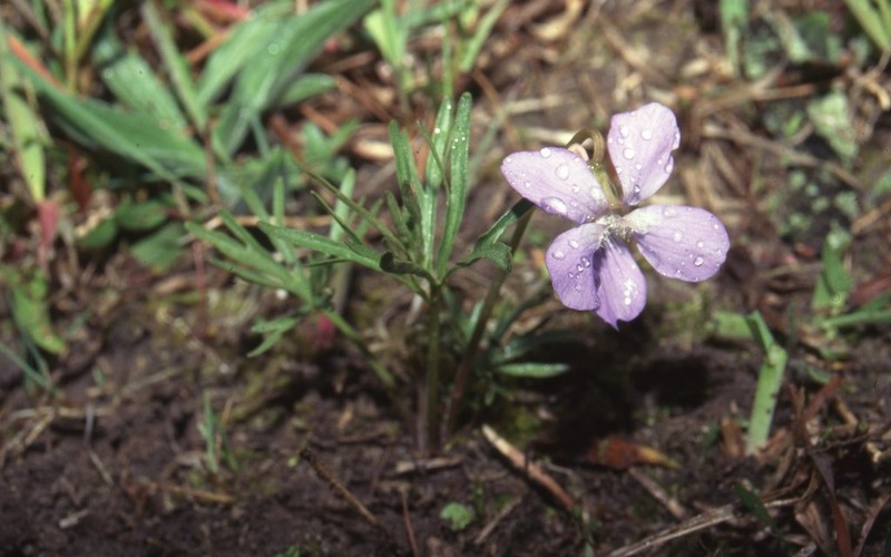 Prairie Violet photo 5