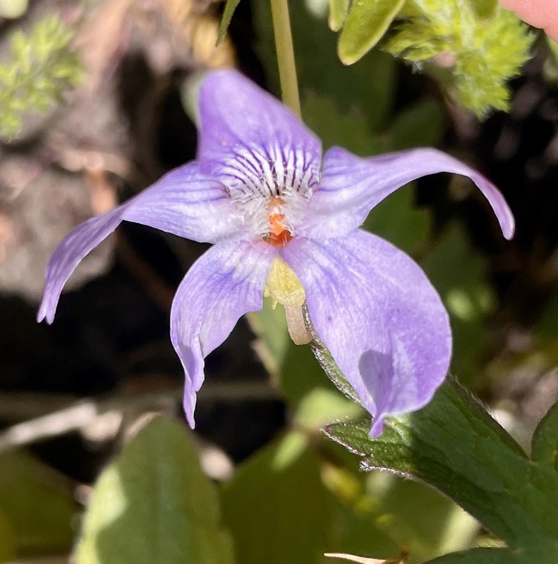 Prairie Violet photo 6