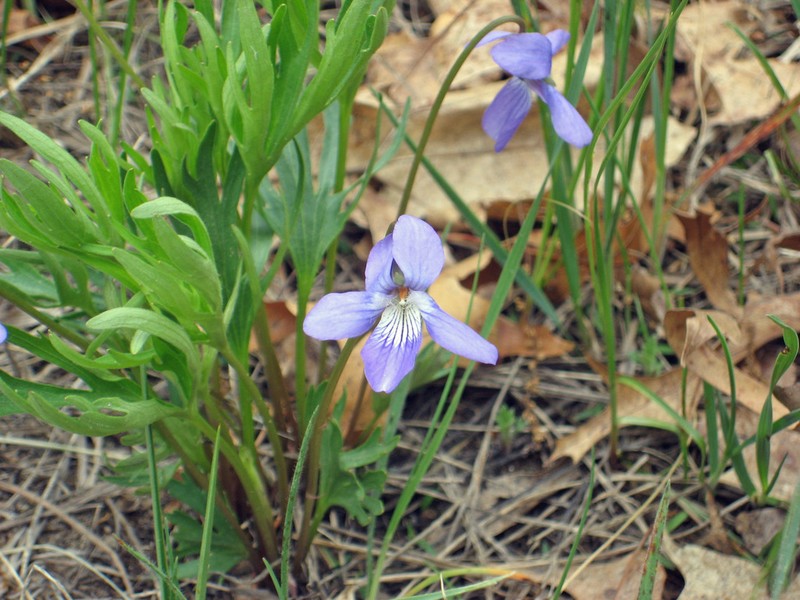 Prairie Violet photo 7