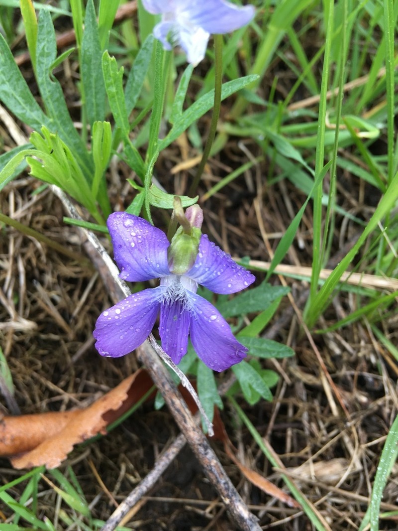 Prairie Violet photo 8