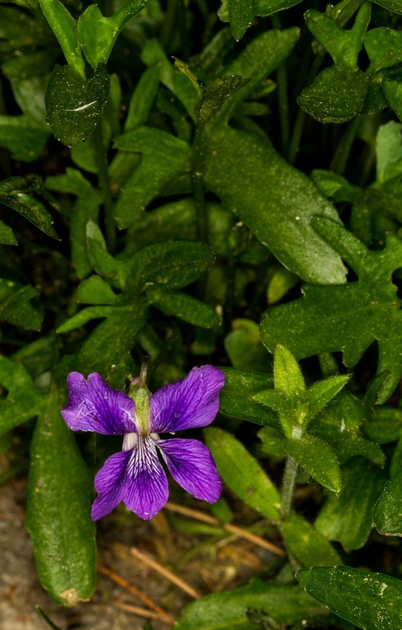 Prairie Violet photo 2