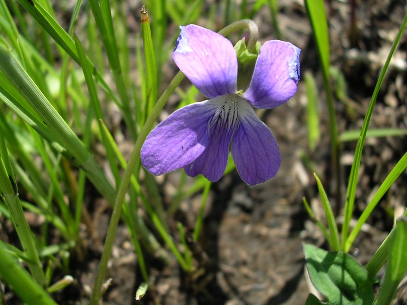 Prairie Violet photo 3