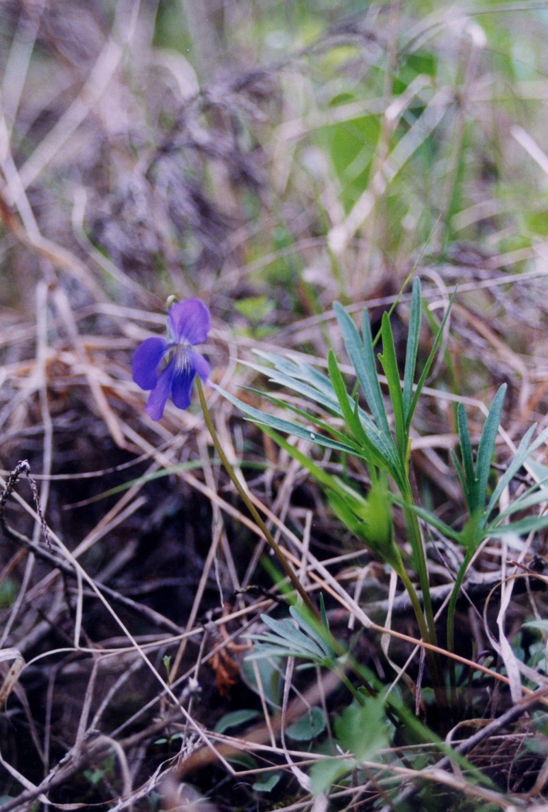 Prairie Violet photo 4