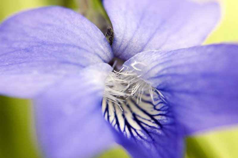 Prairie Violet photo 5
