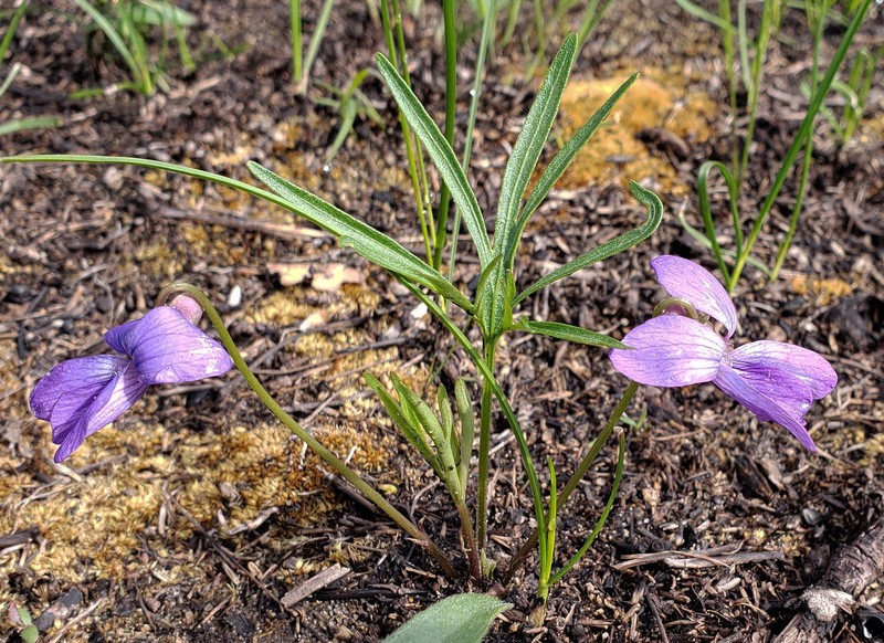 Prairie Violet