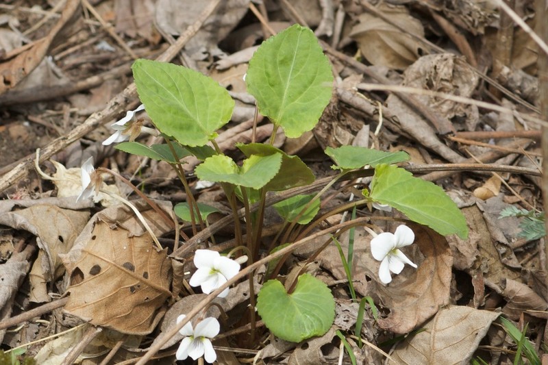 Viola pekinensis photo 2