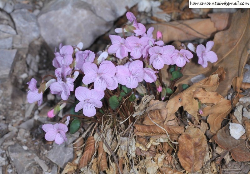 Viola pekinensis photo 3