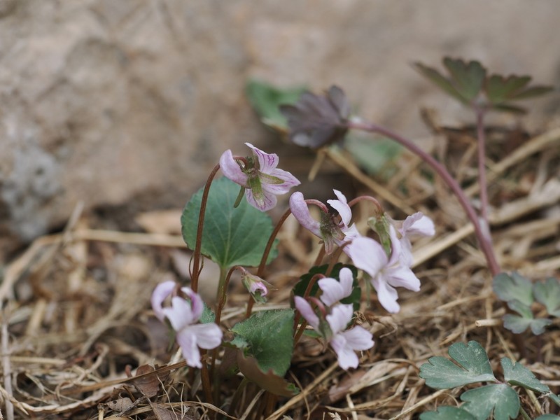 Viola pekinensis photo 4