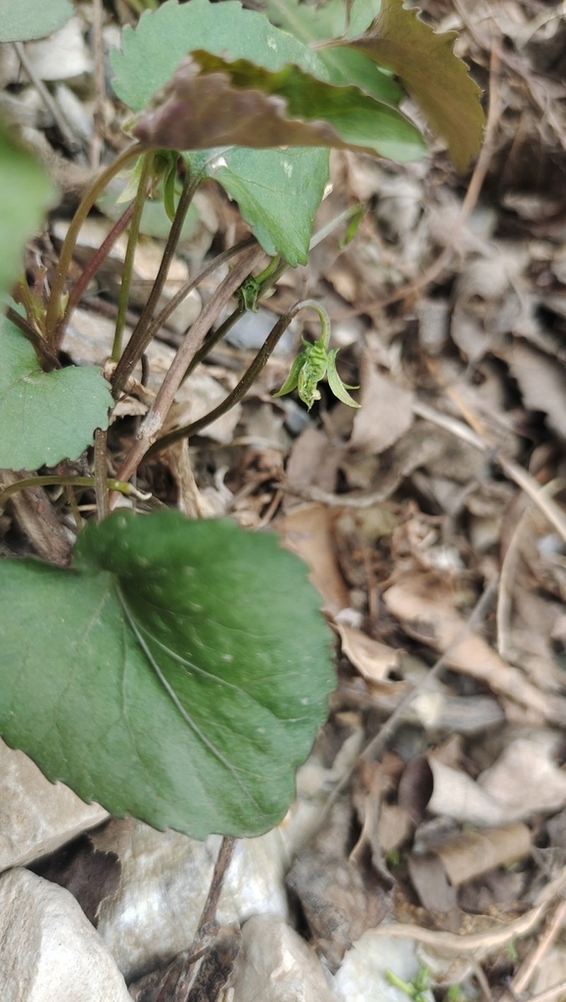 Viola pekinensis photo 5