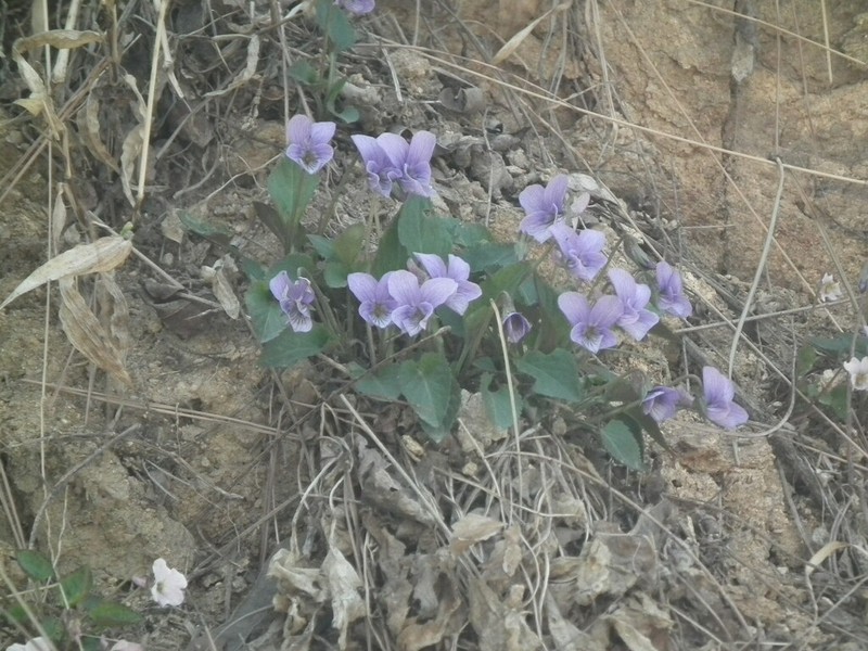 Viola pekinensis photo 6