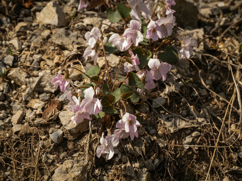Viola pekinensis photo 7