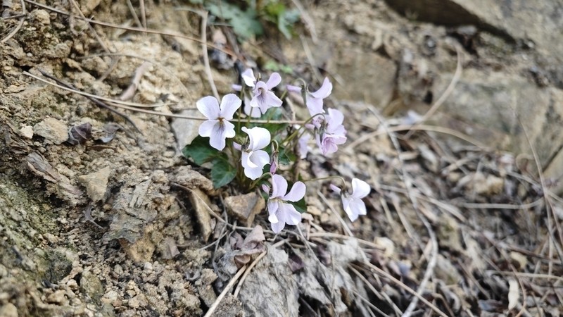 Viola pekinensis photo 8