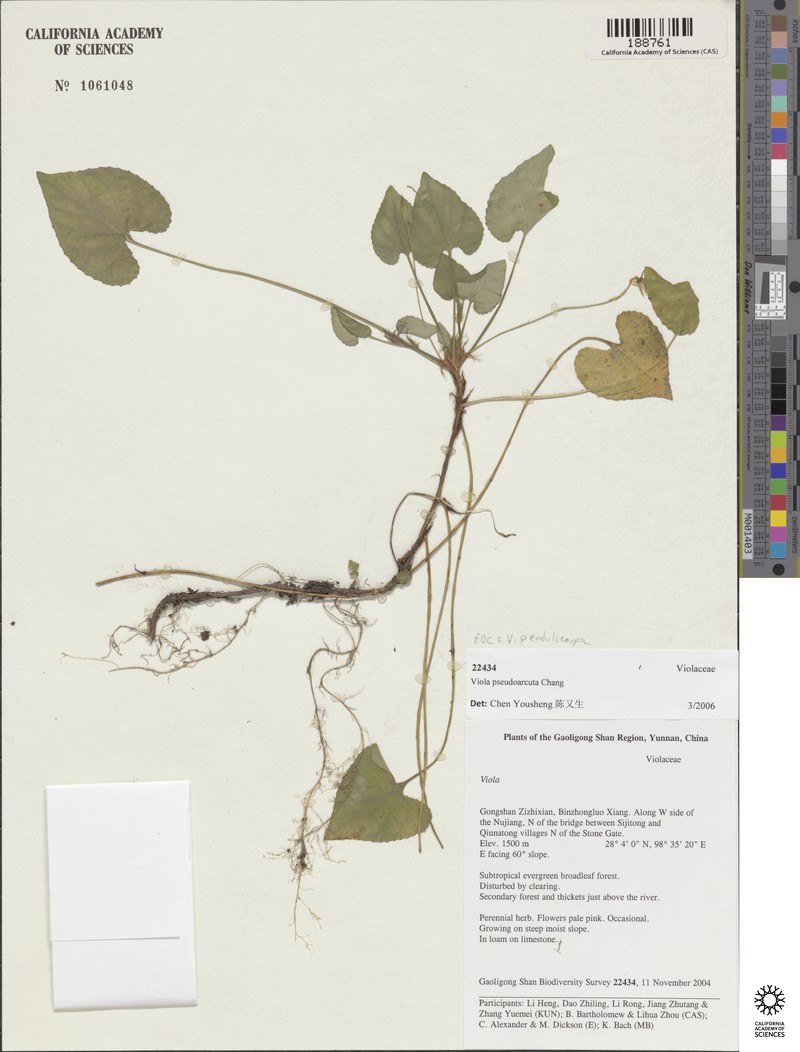 Viola pendulicarpa