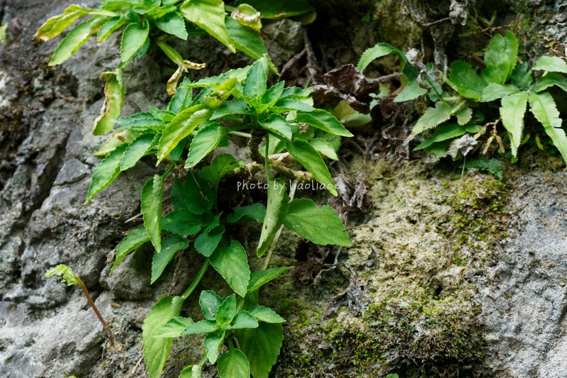 Viola pendulipes